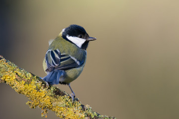 Kolmeise auf einem Ansitz