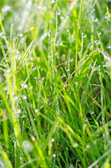 Gras mit Tau im Morgenlicht :)