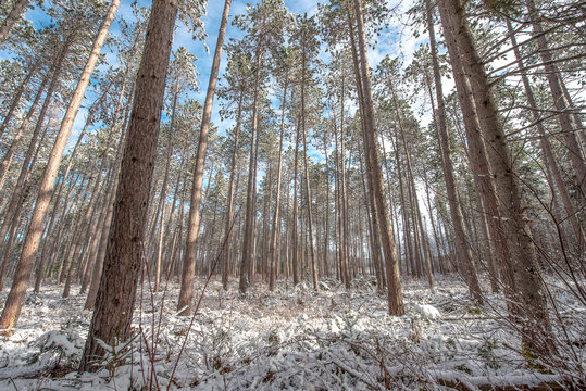 A view into and through a stand of tall pines.  Research forestry in early winter.
