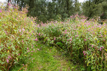 Himalayan Balsam or policeman's helmet in full pink bloom