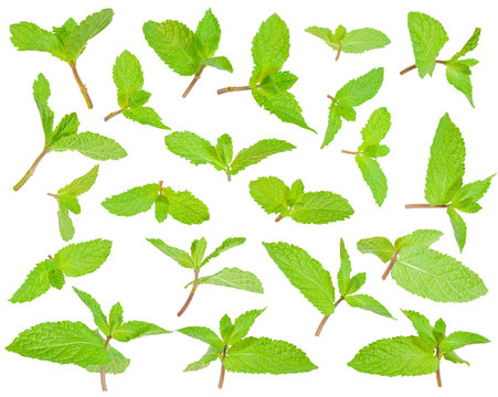 Fresh green leaves of the peppermint