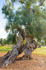 Ulivo secolare Puglia Salento