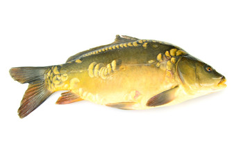 Healthy and Diet Food: Fish Carp.