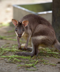 Red-legged pademelon (small forest kangaroo) stares at camera