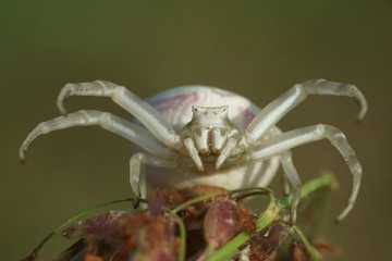 Gehöckerte Krabbenspinne - weiblich, schwanger