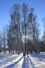 Берёзы в пригороде Новокузнецка