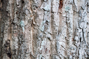 Old Wood Tree Texture Background Pattern