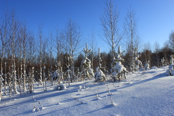 Посадки сосны в зимнем наряде © palich1960