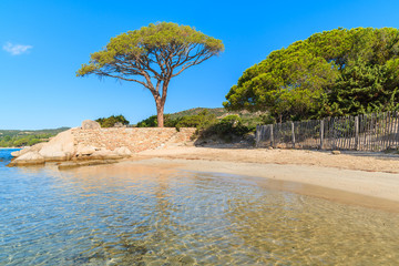 Famous pine tree on Palombaggia beach, Corsica island, France