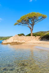 Cercles muraux Plage de Palombaggia, Corse Célèbre pin sur la plage de Palombaggia, Corse, France