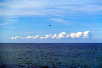 Vogel über dem Meer