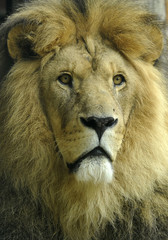 Profile of a large male lion 
