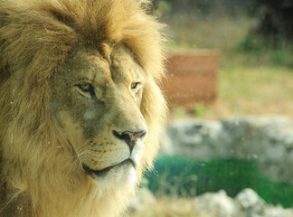 Profile of a large male lion 
