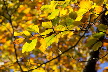 Autumn leaves / Autumn leaves of a tree