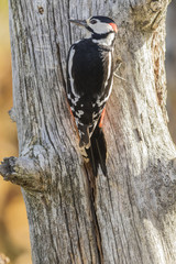 Great Spotted Woodpecker.