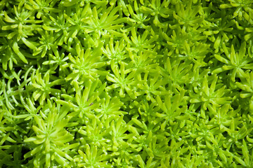 green plant background