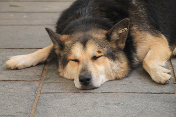 Homeless dog sleeping on the street 