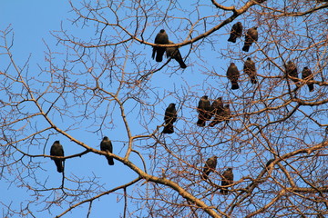 Die Dohlen (Corvus monedula)