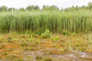 Schilf in der Heidelandschaft