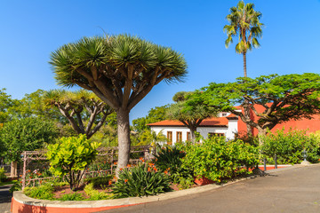Typical colourful Canarian houses and tropical plants in La Orotava town, Tenerife, Canary Islands, Spain