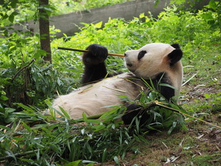 Giant Panda eating bamboo in Chengdu Sichuan province China