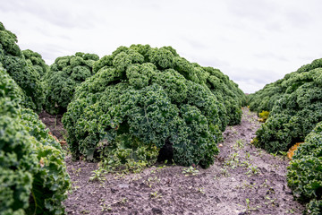 field of kale or farmers cabbage