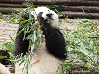 Naklejka na ściany i meble Giant Panda eating bamboo in Chengdu Sichuan province China