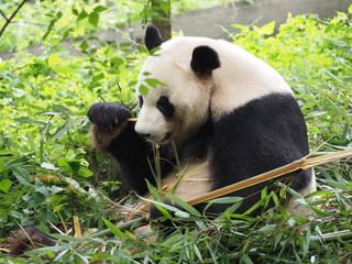 Obraz premium Giant Panda eating bamboo in Chengdu Sichuan province China