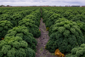 field of kale or farmers cabbage