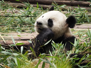 Naklejka na ściany i meble Giant Panda eating bamboo in Chengdu Sichuan province China