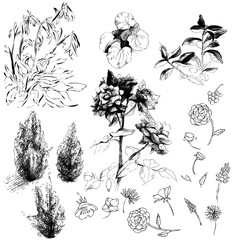 Vector flower set bw