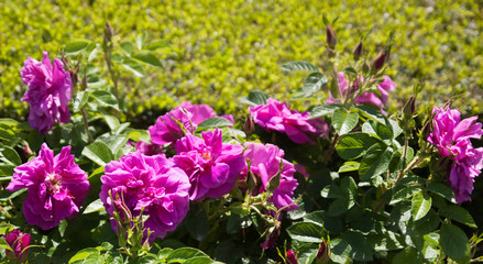 Fototapeta premium rose bushes