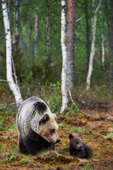 Naklejka premium Mother bear with her cub