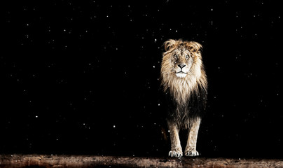 Fototapeta na wymiar Portrait of a Beautiful lion, geometric pattern
