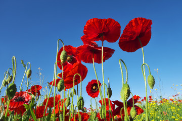 Poppies against blue sky.