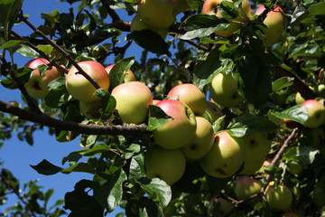 Branches of apple