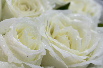 Dew on petal white rose. / Bouquet white roses detail on Valentine's Day.