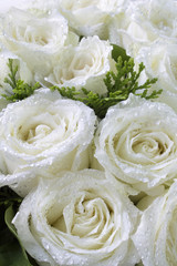 Dew on petal white rose. / Bouquet white roses detail on Valentine's Day.