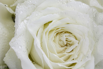 Dew on petal white rose. / Bouquet white roses detail on Valentine's Day.