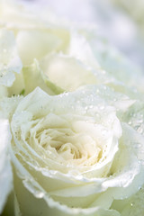 Dew on petal white rose. / Bouquet white roses detail on Valentine's Day.