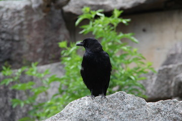 Black Raven
