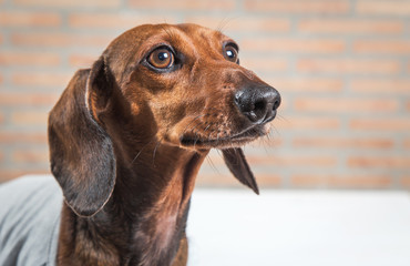 Red dachshund dog with gray shirt