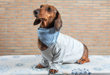 Red dachshund dog with gray shirt