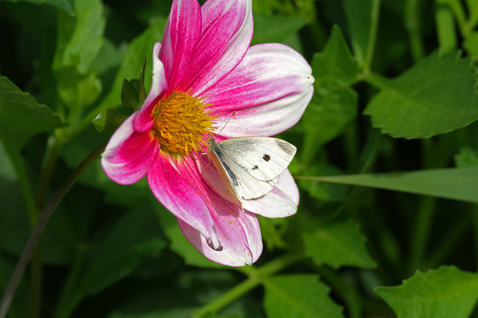 Rosa-weisse Dhalie mit Schmetterling
