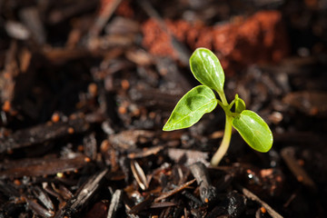 New Seedling Sprouting in Soil