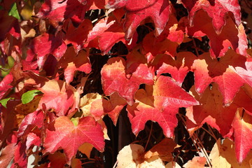 Beautiful autumn leaves / Beautiful autumn leaves on a tree in the forest.