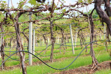 Fototapeta premium Vineyard