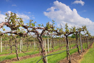 Fototapeta na wymiar Nebraska vineyard