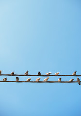 Pigeons sitting on wires like musical notes.