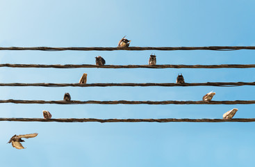 Pigeons sitting on wires like musical notes.